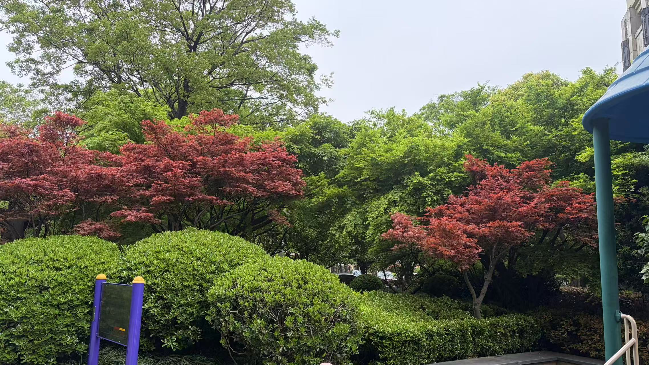 红枫绿树