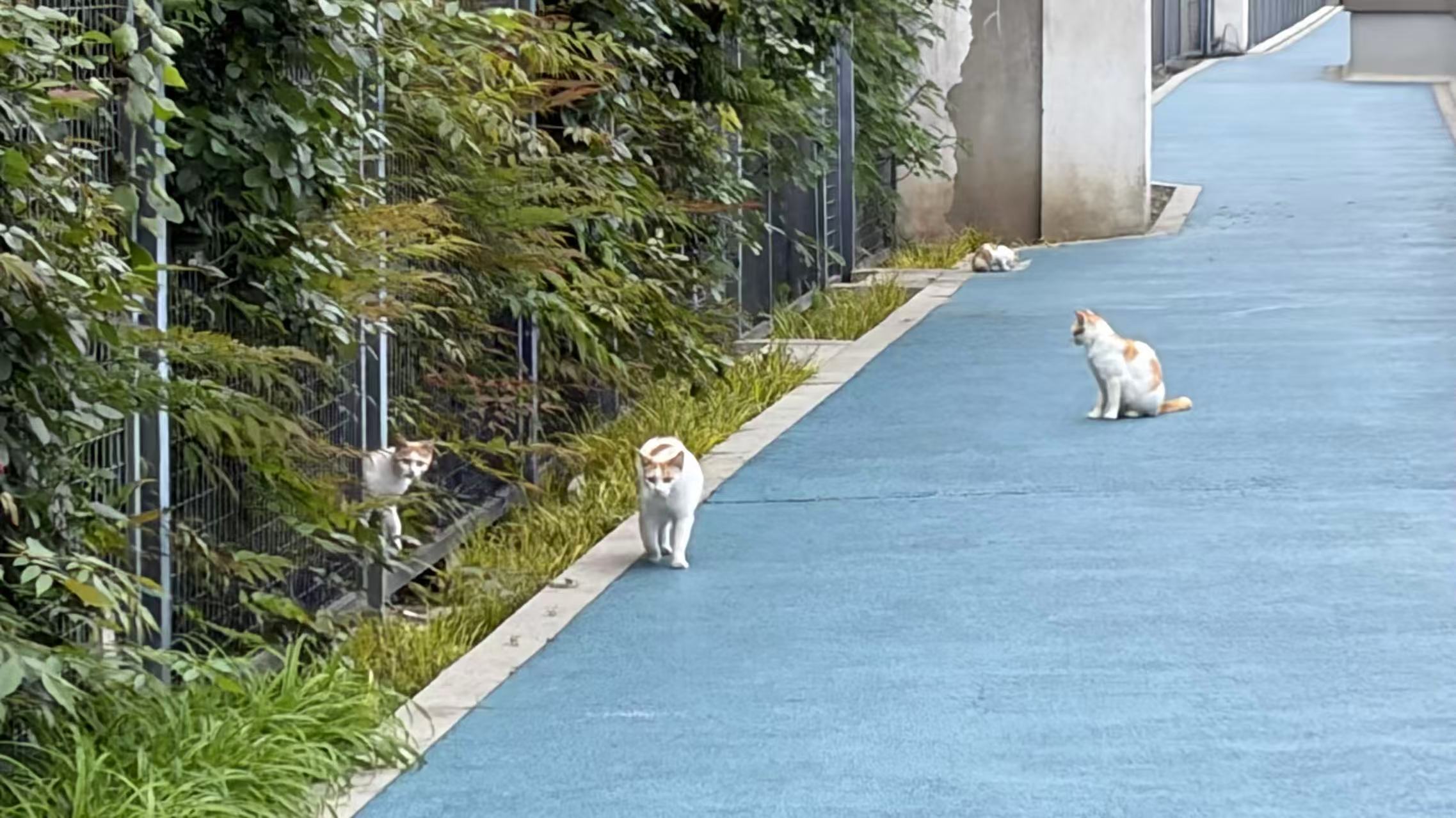 路边的猫
